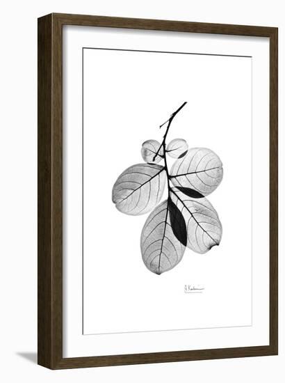 Myrtle Leaves in Black and White Close Up-Albert Koetsier-Framed Art Print