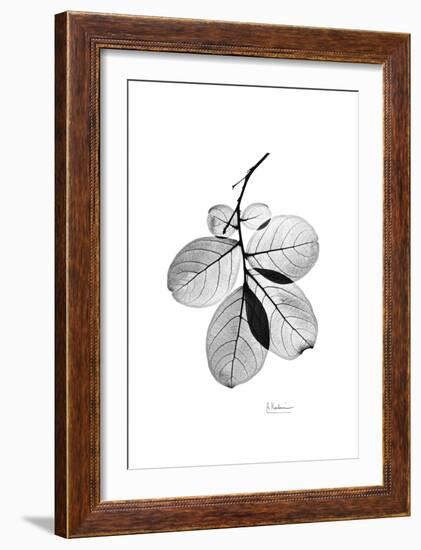 Myrtle Leaves in Black and White Close Up-Albert Koetsier-Framed Art Print