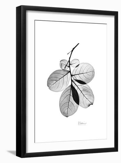 Myrtle Leaves in Black and White Close Up-Albert Koetsier-Framed Art Print