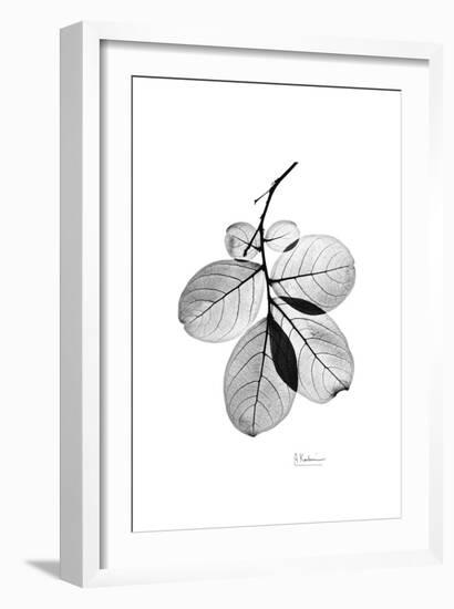 Myrtle Leaves in Black and White Close Up-Albert Koetsier-Framed Art Print