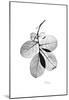Myrtle Leaves in Black and White Close Up-Albert Koetsier-Mounted Art Print