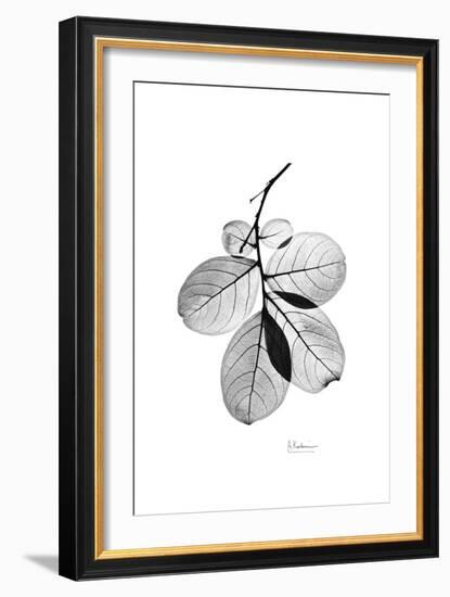 Myrtle Leaves in Black and White Close Up-Albert Koetsier-Framed Art Print