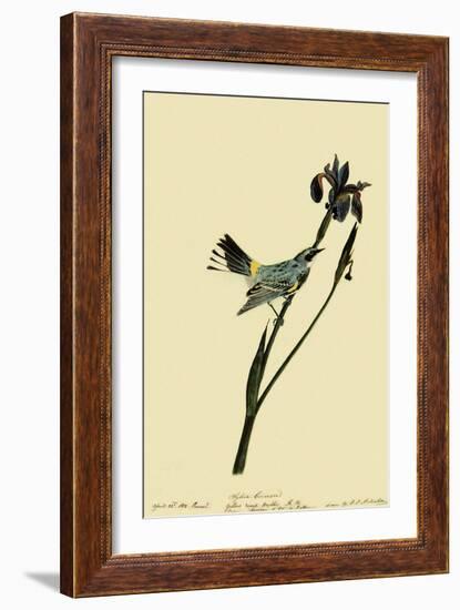 Myrtle Warbler-John James Audubon-Framed Giclee Print