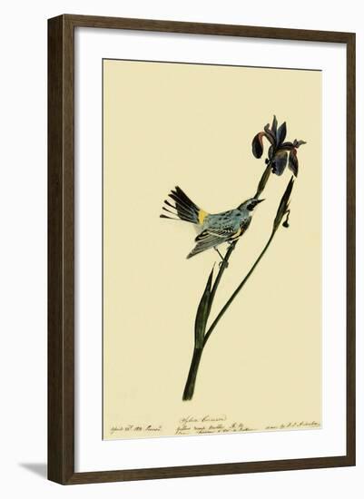 Myrtle Warbler-John James Audubon-Framed Giclee Print