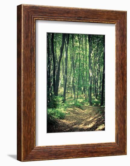 Mysterious Dark Forest near Rzeszow, Poland-mffoto-Framed Photographic Print