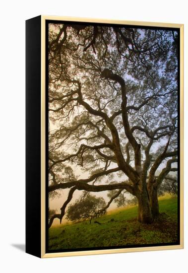 Mysterious Winter Oak, Petaluma, Sonoma County-Vincent James-Framed Premier Image Canvas