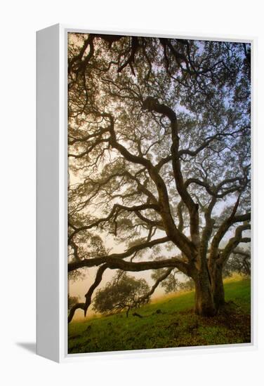 Mysterious Winter Oak, Petaluma, Sonoma County-Vincent James-Framed Premier Image Canvas