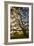 Mysterious Winter Oak, Petaluma, Sonoma County-Vincent James-Framed Photographic Print