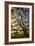 Mysterious Winter Oak, Petaluma, Sonoma County-Vincent James-Framed Photographic Print