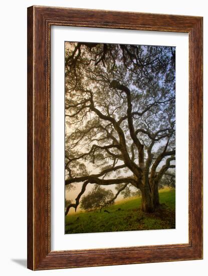 Mysterious Winter Oak, Petaluma, Sonoma County-Vincent James-Framed Photographic Print