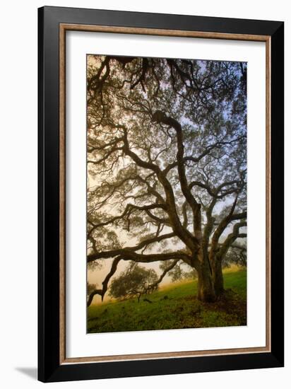 Mysterious Winter Oak, Petaluma, Sonoma County-Vincent James-Framed Photographic Print