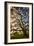 Mysterious Winter Oak, Petaluma, Sonoma County-Vincent James-Framed Photographic Print