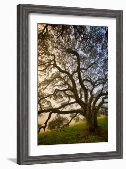 Mysterious Winter Oak, Petaluma, Sonoma County-Vincent James-Framed Premium Photographic Print