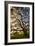 Mysterious Winter Oak, Petaluma, Sonoma County-Vincent James-Framed Premium Photographic Print