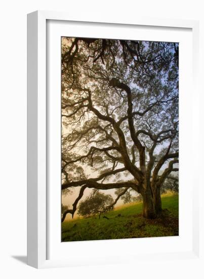 Mysterious Winter Oak, Petaluma, Sonoma County-Vincent James-Framed Premium Photographic Print