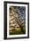 Mysterious Winter Oak, Petaluma, Sonoma County-Vincent James-Framed Premium Photographic Print