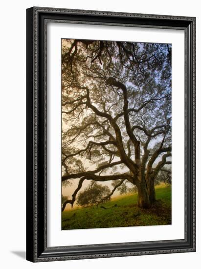 Mysterious Winter Oak, Petaluma, Sonoma County-Vincent James-Framed Premium Photographic Print