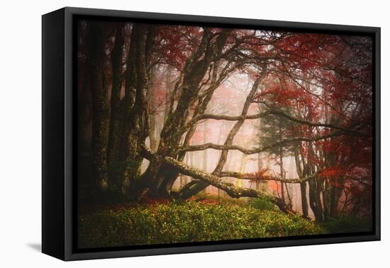 Mysterious Wood-Philippe Sainte-Laudy-Framed Premier Image Canvas