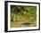 Mystery at Barnes Creek, Olympic National Park, Washington-Michael Qualls-Framed Photographic Print