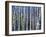 Mystery of Trees-Birches-Sharon Pitts-Framed Giclee Print