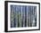 Mystery of Trees-Birches-Sharon Pitts-Framed Giclee Print