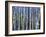 Mystery of Trees-Birches-Sharon Pitts-Framed Giclee Print