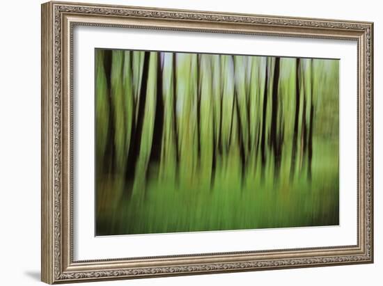 Mystic Forest 0921-Rica Belna-Framed Giclee Print