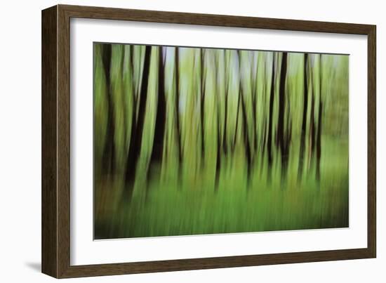 Mystic Forest 0921-Rica Belna-Framed Giclee Print