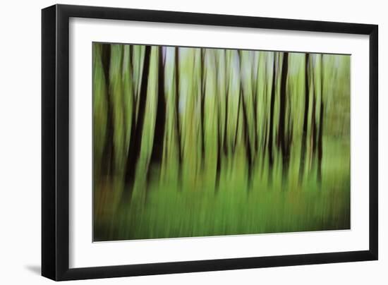 Mystic Forest 0921-Rica Belna-Framed Giclee Print