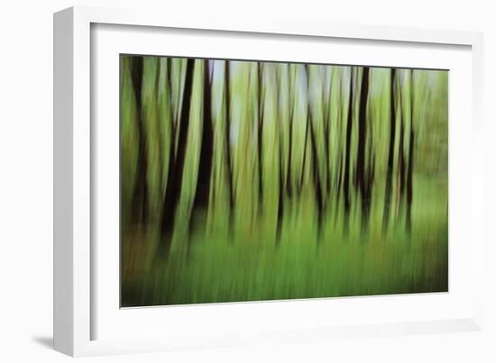 Mystic Forest 0921-Rica Belna-Framed Giclee Print