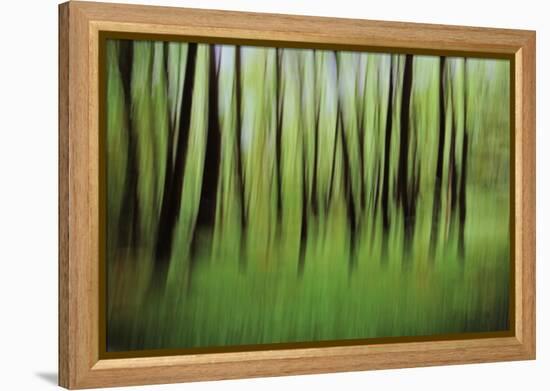 Mystic Forest 0921-Rica Belna-Framed Premier Image Canvas