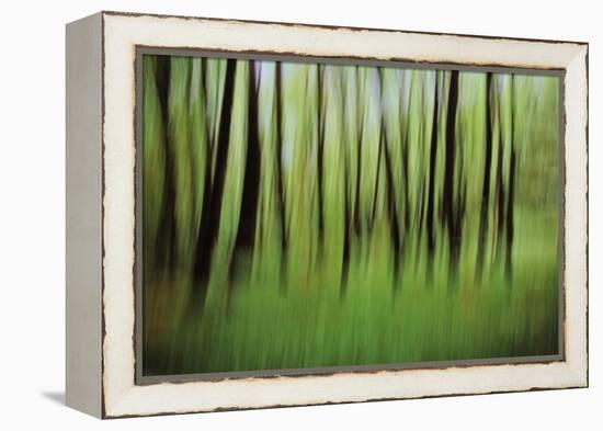 Mystic Forest 0921-Rica Belna-Framed Premier Image Canvas