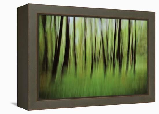 Mystic Forest 0921-Rica Belna-Framed Premier Image Canvas