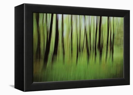 Mystic Forest 0921-Rica Belna-Framed Premier Image Canvas