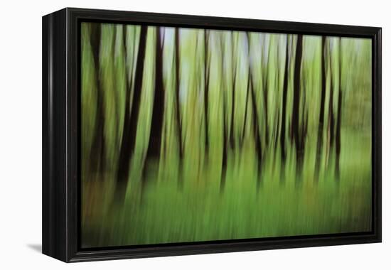 Mystic Forest 0921-Rica Belna-Framed Premier Image Canvas