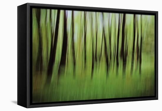 Mystic Forest 0921-Rica Belna-Framed Premier Image Canvas