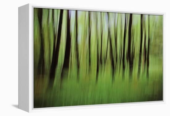 Mystic Forest 0921-Rica Belna-Framed Premier Image Canvas