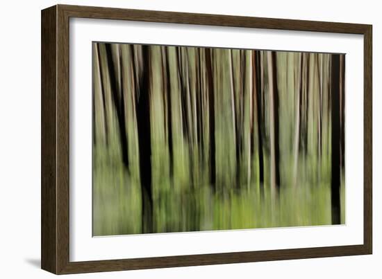 Mystic Forest 1251-Rica Belna-Framed Giclee Print