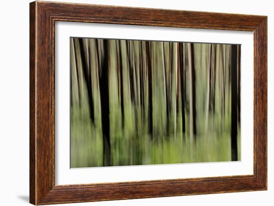 Mystic Forest 1251-Rica Belna-Framed Giclee Print