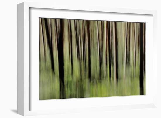 Mystic Forest 1251-Rica Belna-Framed Giclee Print