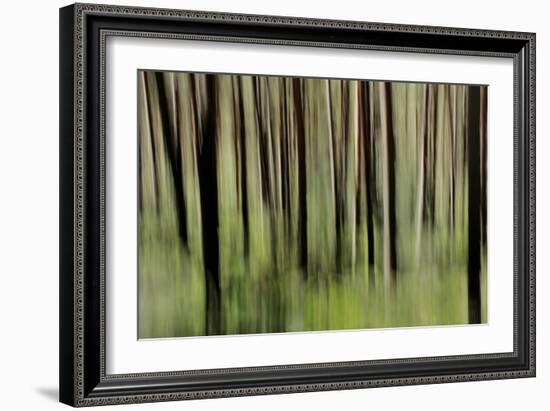 Mystic Forest 1251-Rica Belna-Framed Giclee Print