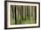 Mystic Forest 1251-Rica Belna-Framed Giclee Print