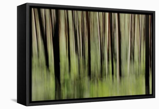 Mystic Forest 1251-Rica Belna-Framed Premier Image Canvas