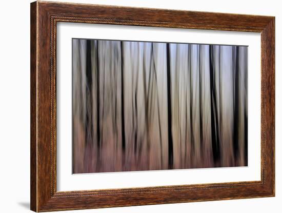 Mystic Forest 1270-Rica Belna-Framed Giclee Print