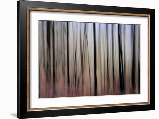 Mystic Forest 1270-Rica Belna-Framed Giclee Print