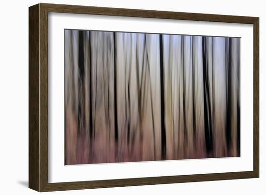 Mystic Forest 1270-Rica Belna-Framed Giclee Print