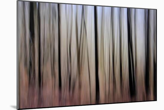 Mystic Forest 1270-Rica Belna-Mounted Giclee Print