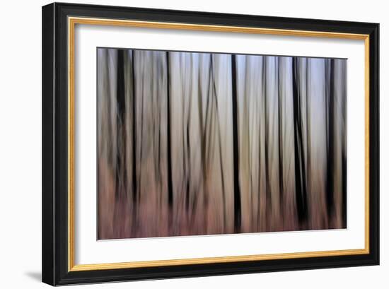 Mystic Forest 1270-Rica Belna-Framed Giclee Print