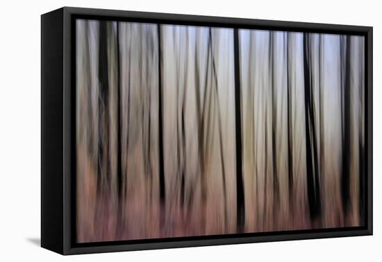 Mystic Forest 1270-Rica Belna-Framed Premier Image Canvas