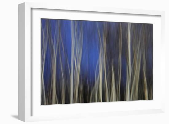 Mystic Forest 1287-Rica Belna-Framed Giclee Print